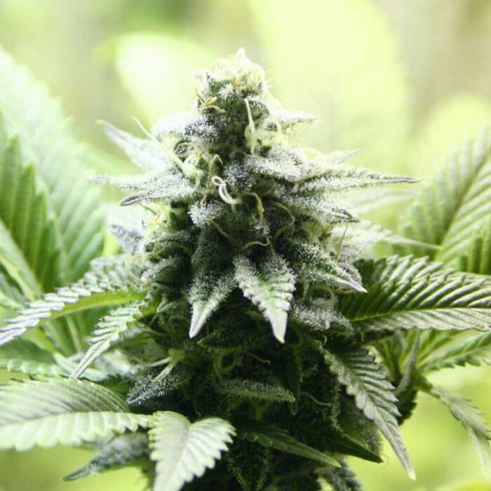 Indica Cream