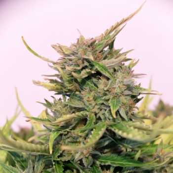 Baby Boom Auto CBD