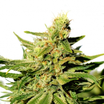 BCN Diesel CBD