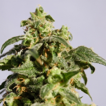 Skunk+