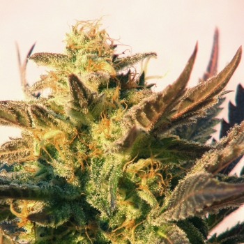 Speedy Boom Auto