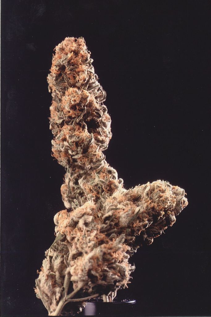 Afghani Special