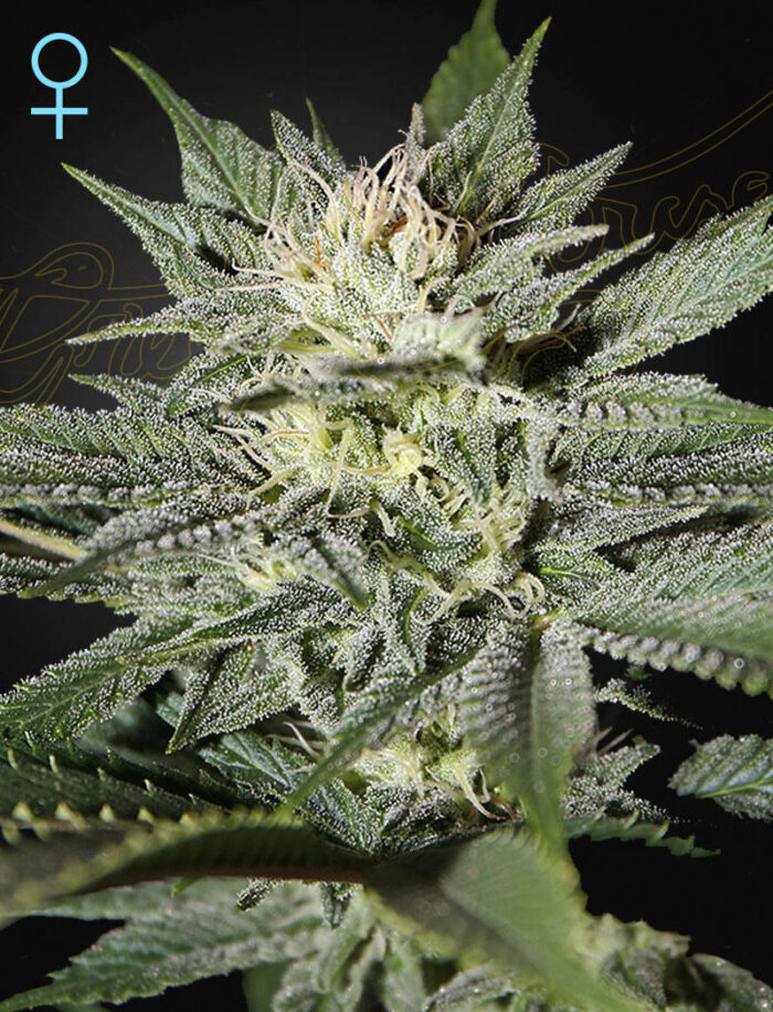 King's Kush CBD