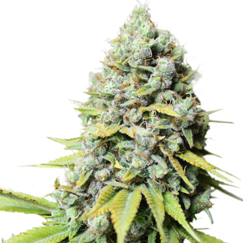 Kosher Haze