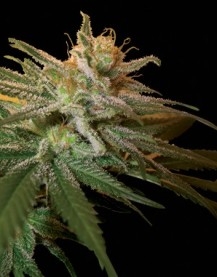 Kushberry
