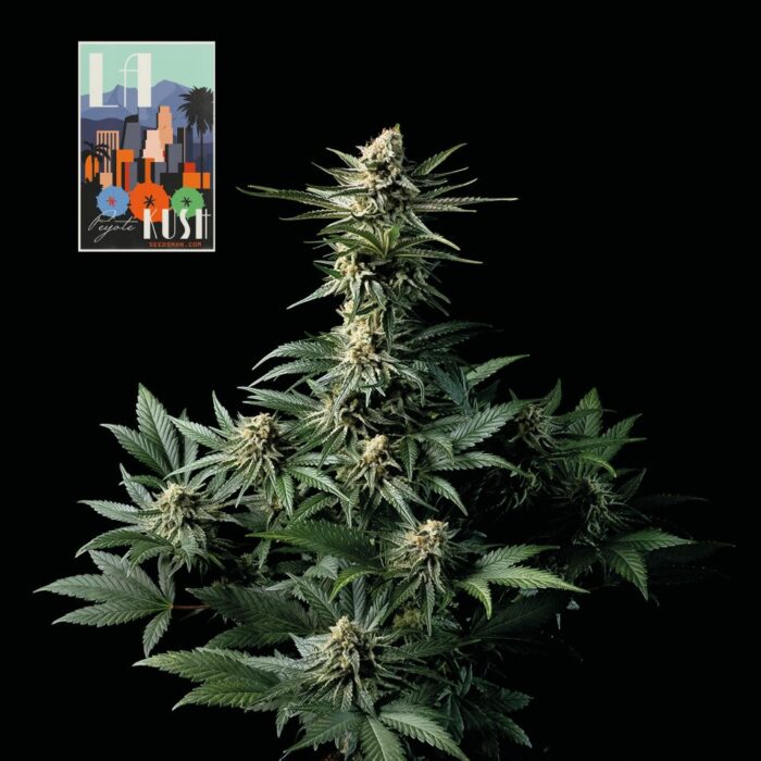 L.A. Peyote Kush