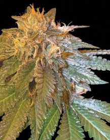 L.A. Confidential