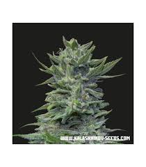 Lavanda Cream