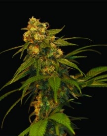 Lemon OG Kush