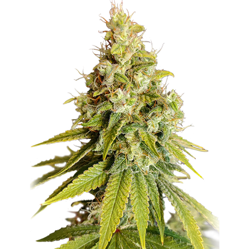Lemon OG