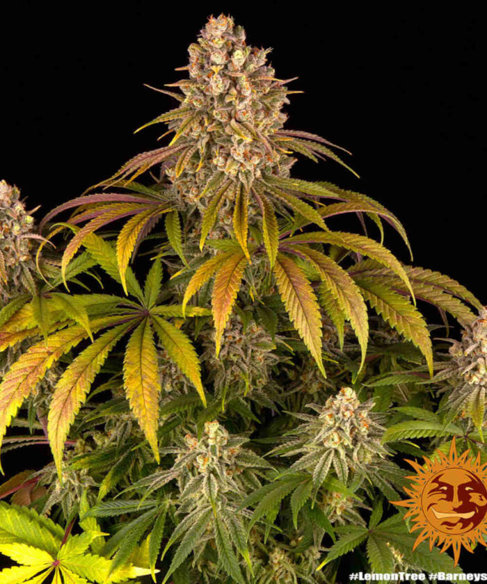 Lemon Tree