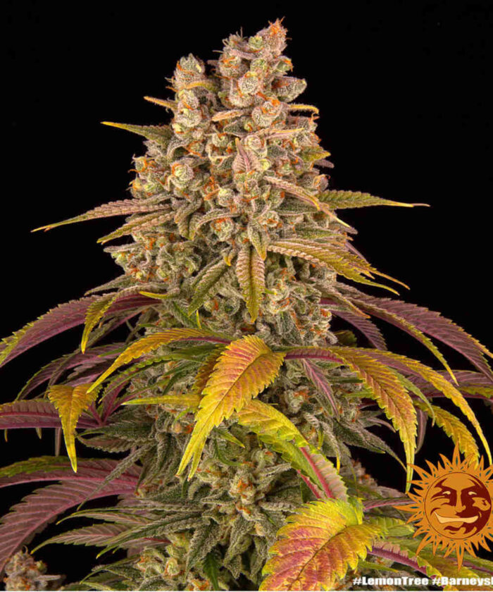 Lemon Tree