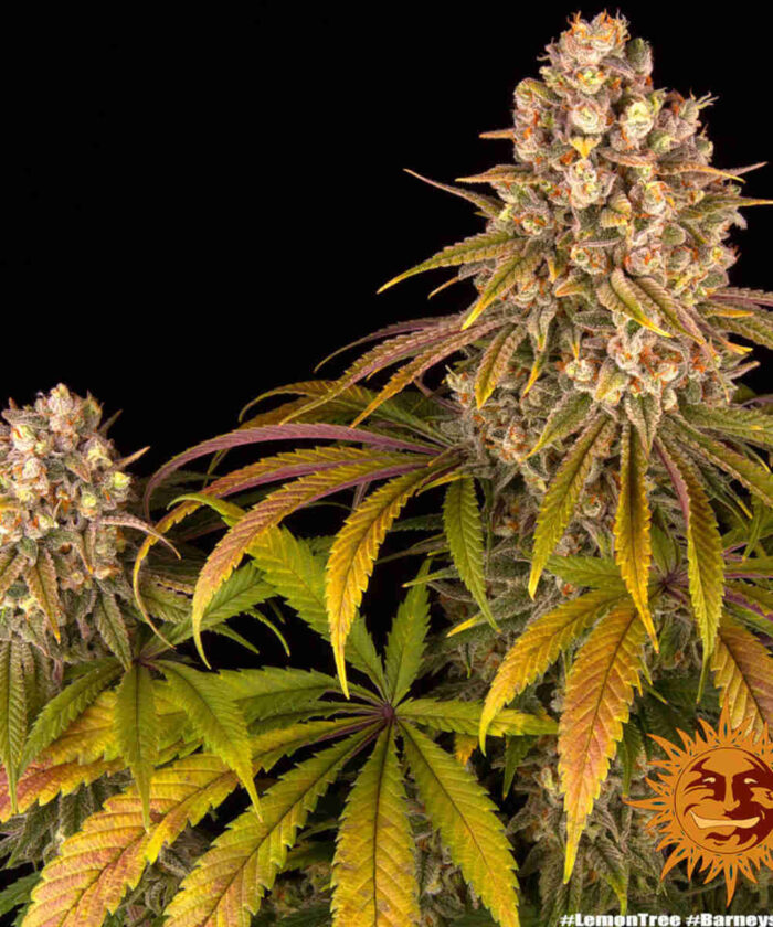 Lemon Tree