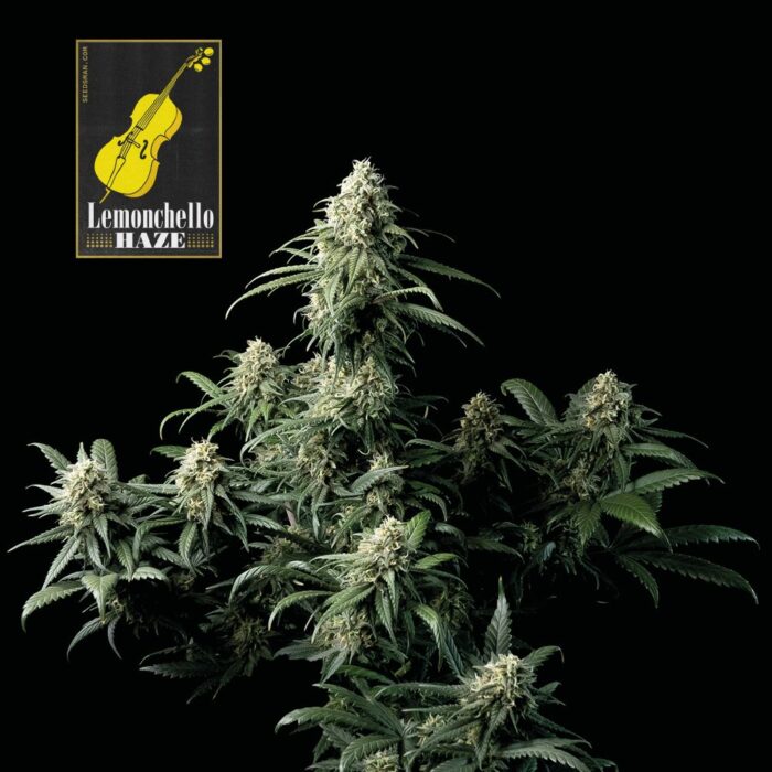 Lemonchello Haze