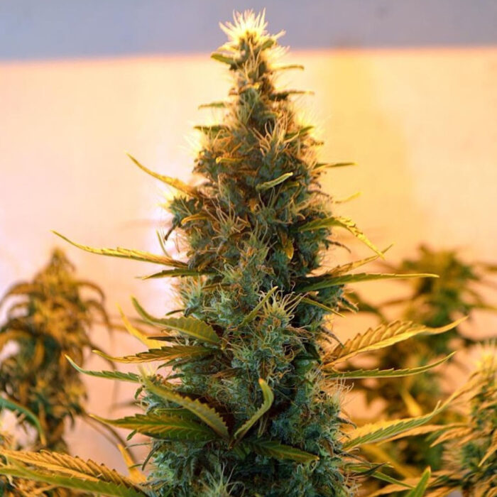 Lowryder Auto