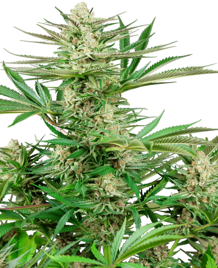 Malibu OG Gold
