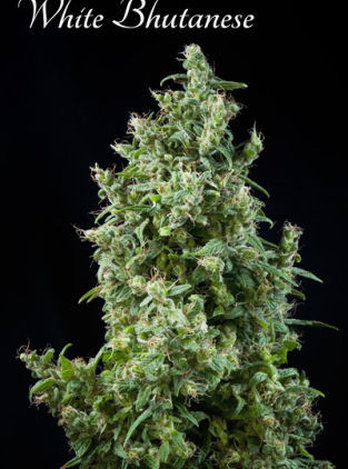 White Bhutanese