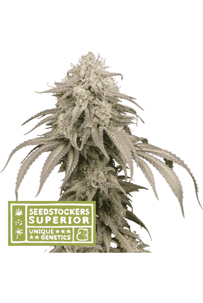 Mandarin Panties Auto