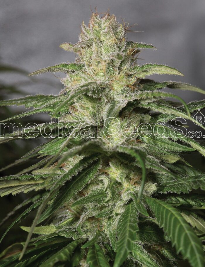 OG Kush CBD