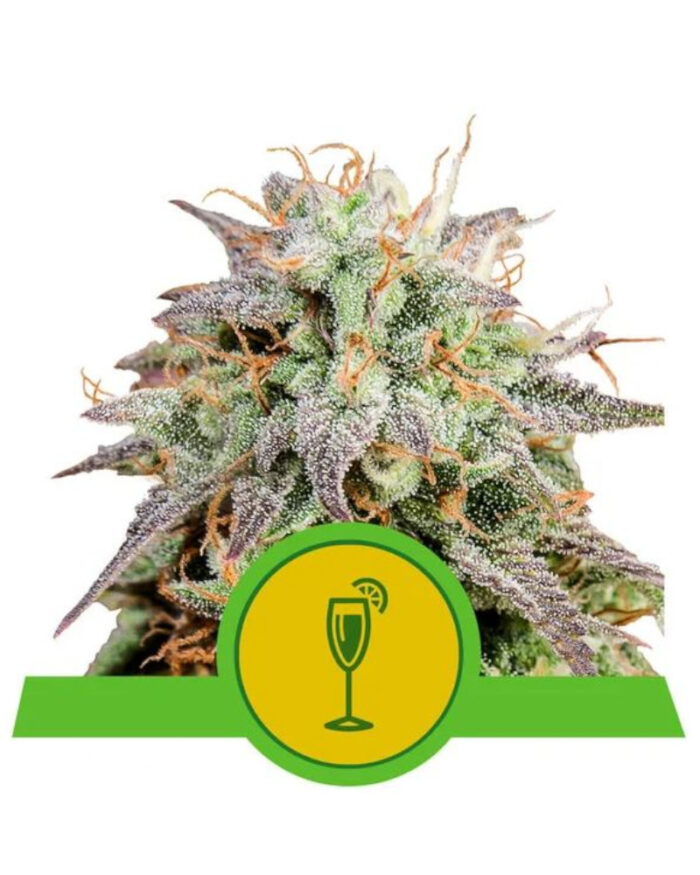 Mimosa Automatic