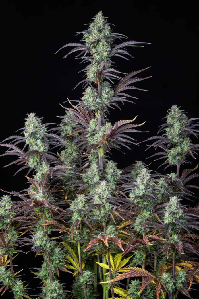 Mimosa Cake Auto