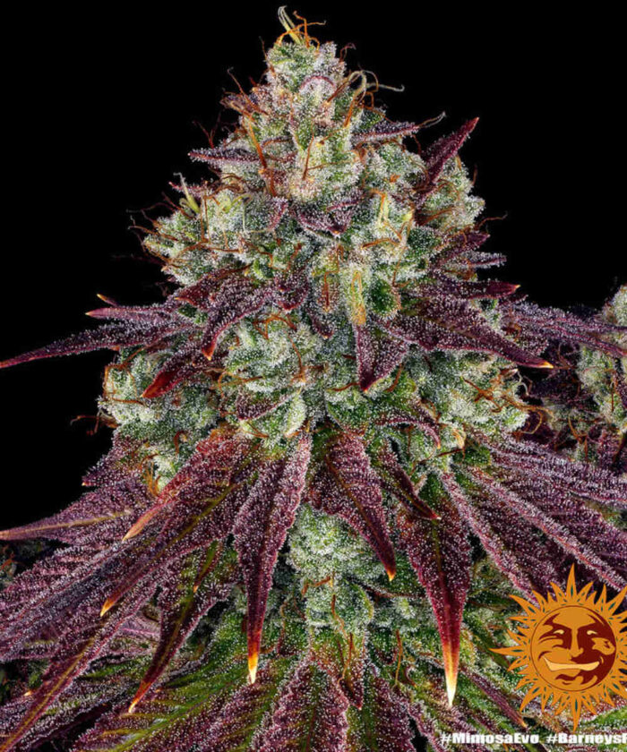 Mimosa Evo