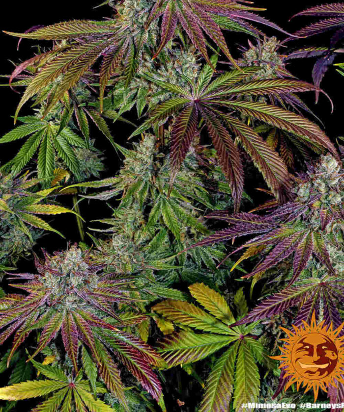 Mimosa Evo