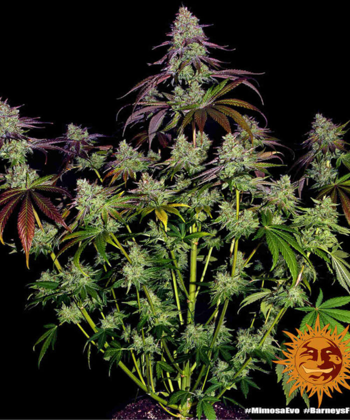 Mimosa Evo