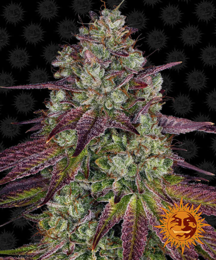 Mimosa Evo