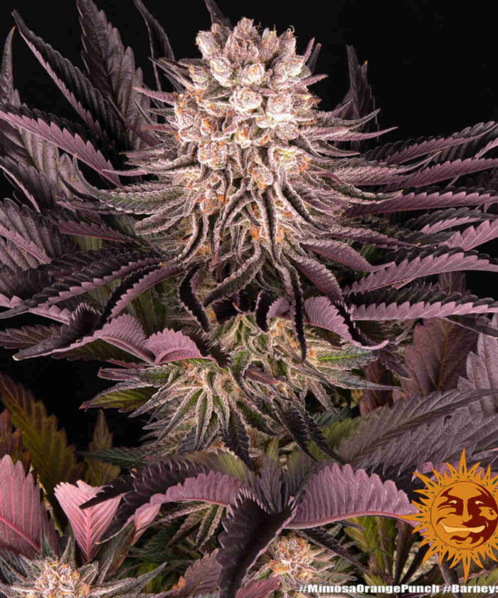 Mimosa x Orange Punch