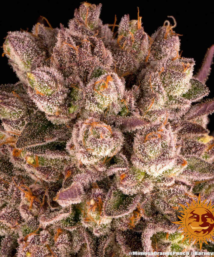Mimosa x Orange Punch