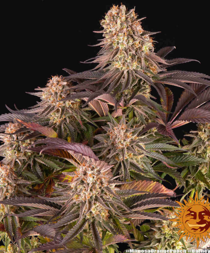 Mimosa x Orange Punch