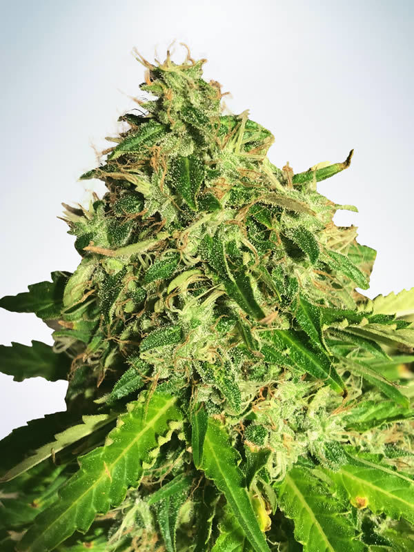 Auto Cannabis Light
