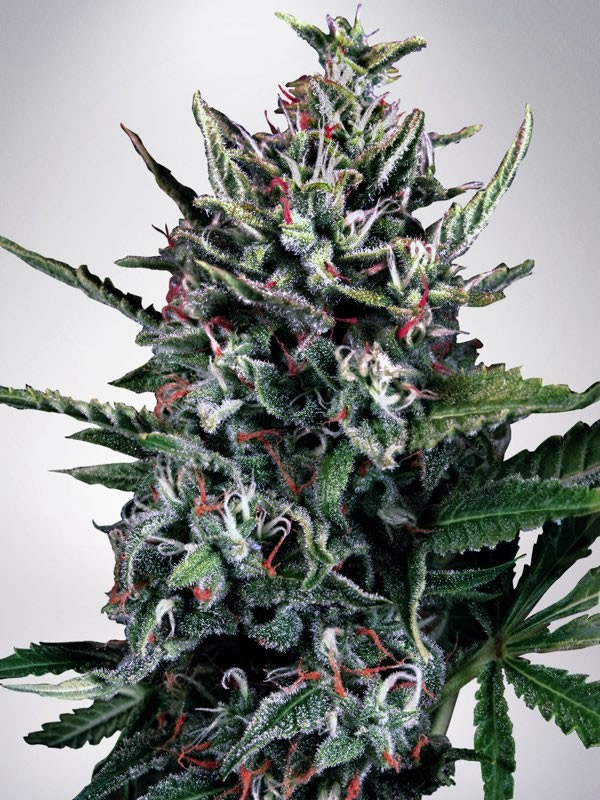 Auto Silver Bullet