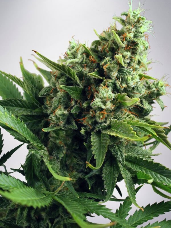 Auto White Widow