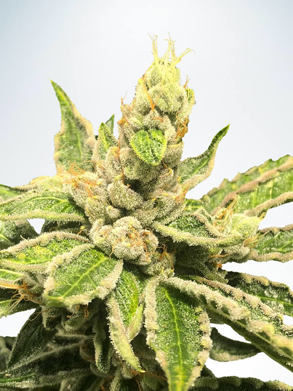 Mamacitas Cookies
