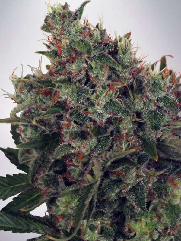 Ultra White Amnesia