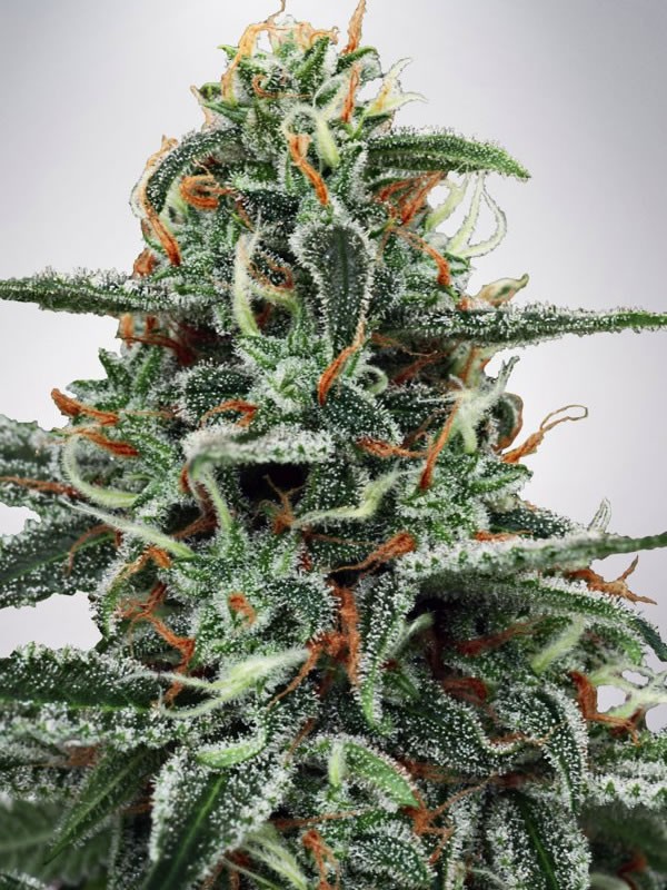 White Widow