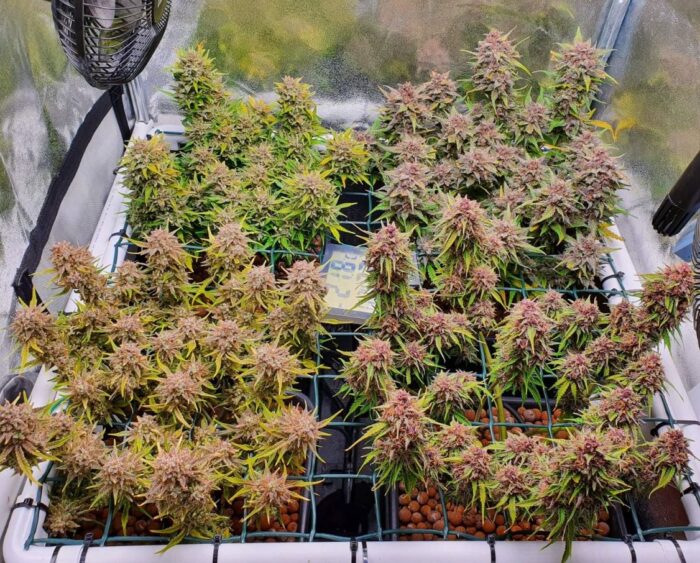 Mix Pack Auto