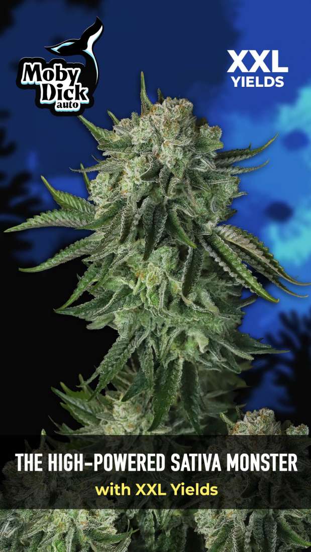 Moby Dick Auto