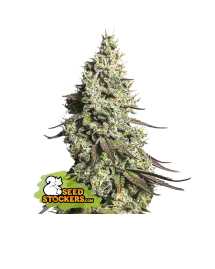 Moby Dick Auto