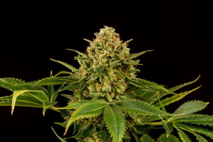 Monkey Grease