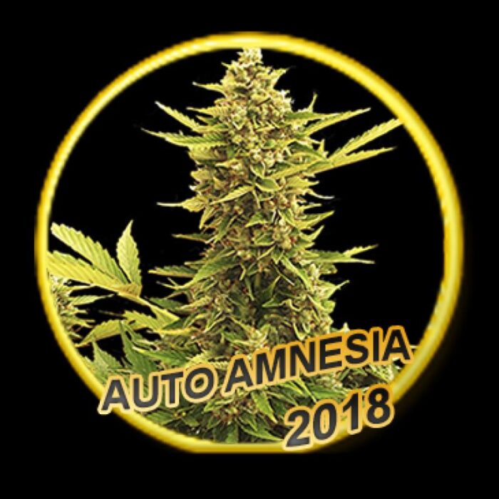 Auto Amnesia