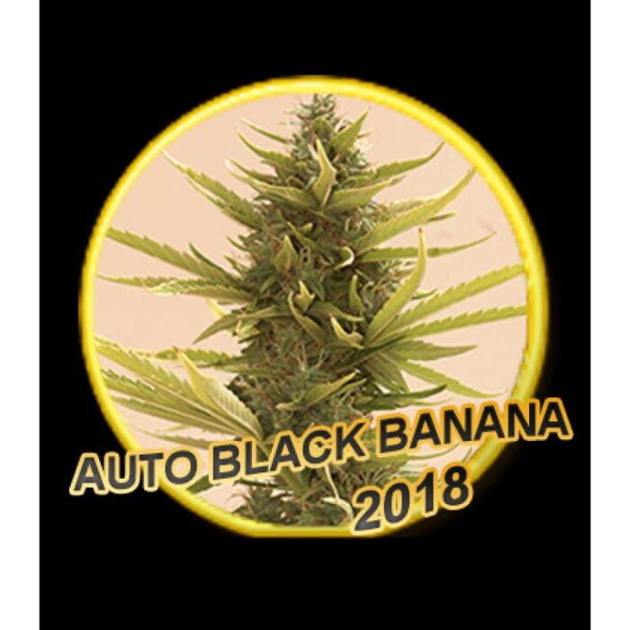 Auto Black Banana