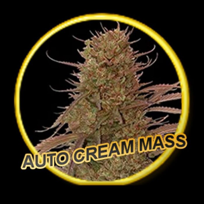 Auto Cream Mass