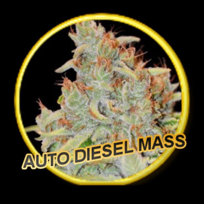 Auto Diesel Mass