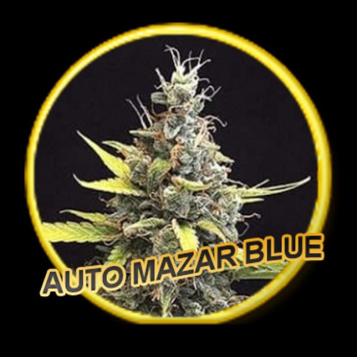 Auto Mazar Blue