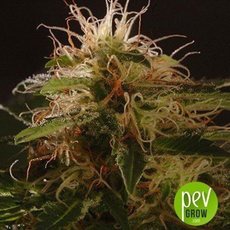 Auto Winweed Cbd
