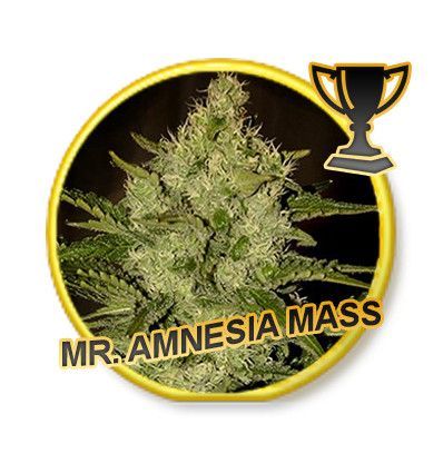 Mr. Amnesia Mass