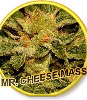 Mr. Cheese Mass